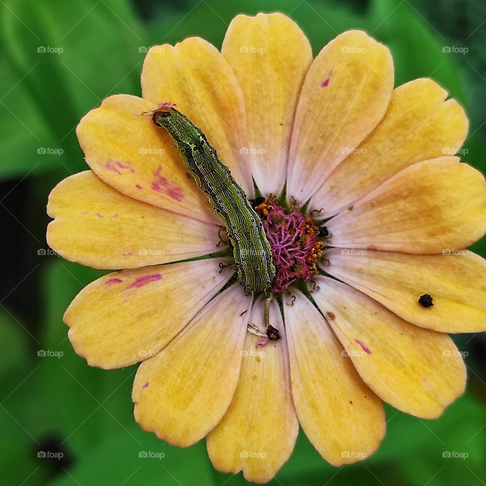 caterpillar on an orange flower
