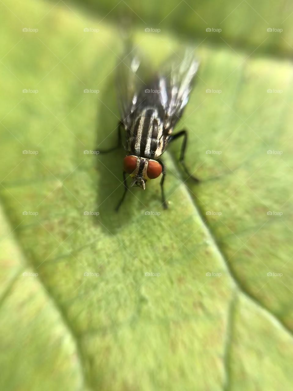 Fly in the leaf | Photo with iPhone 7 + Macro lens.