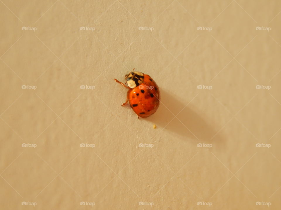 ladybug