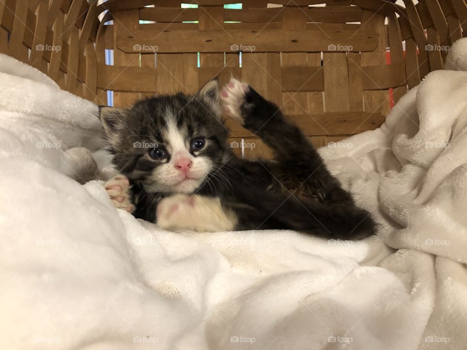 Baby Simon (rescue kitten)