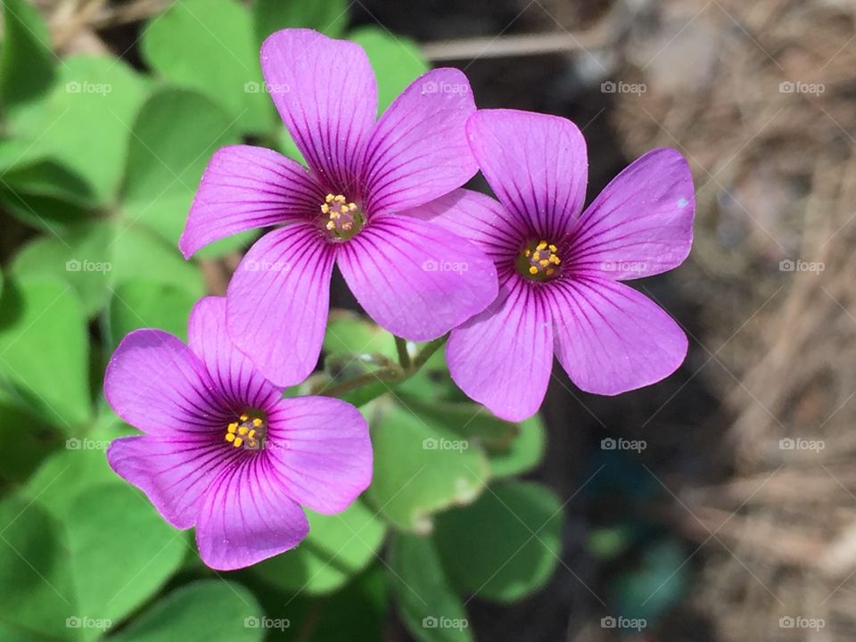 Purple clover trio