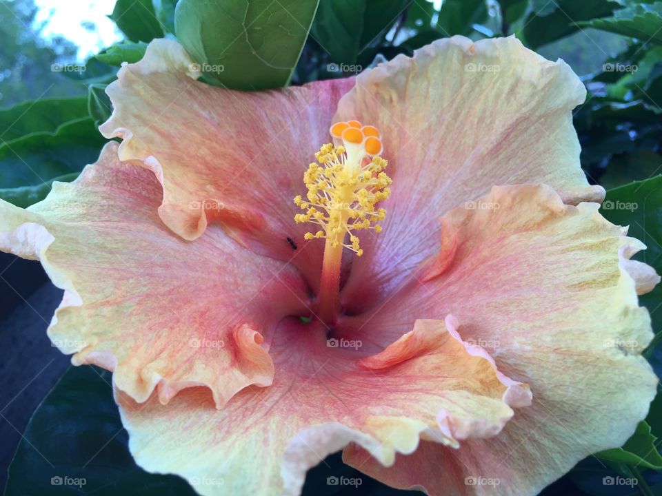 Hibiscus . Yellow