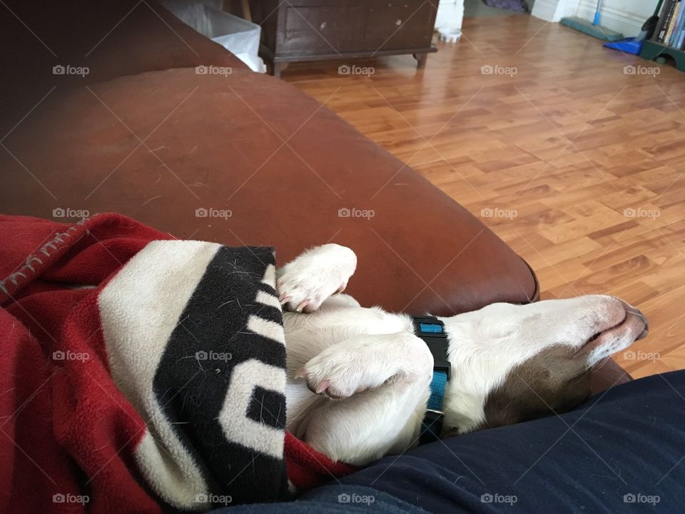 Still recovering from the weekend all passed out! Chihuahua mix laid out on the couch.