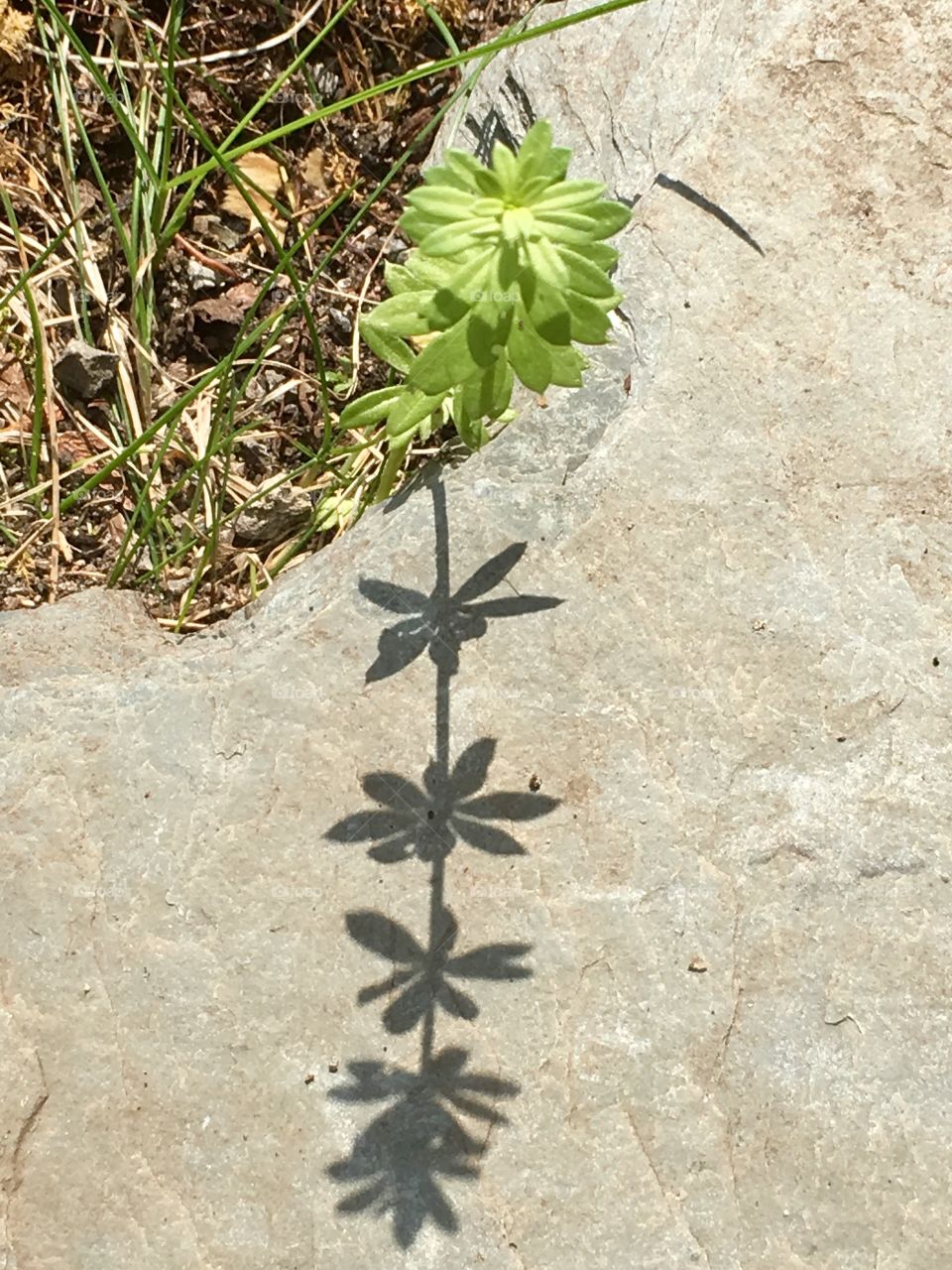 Weed shadow