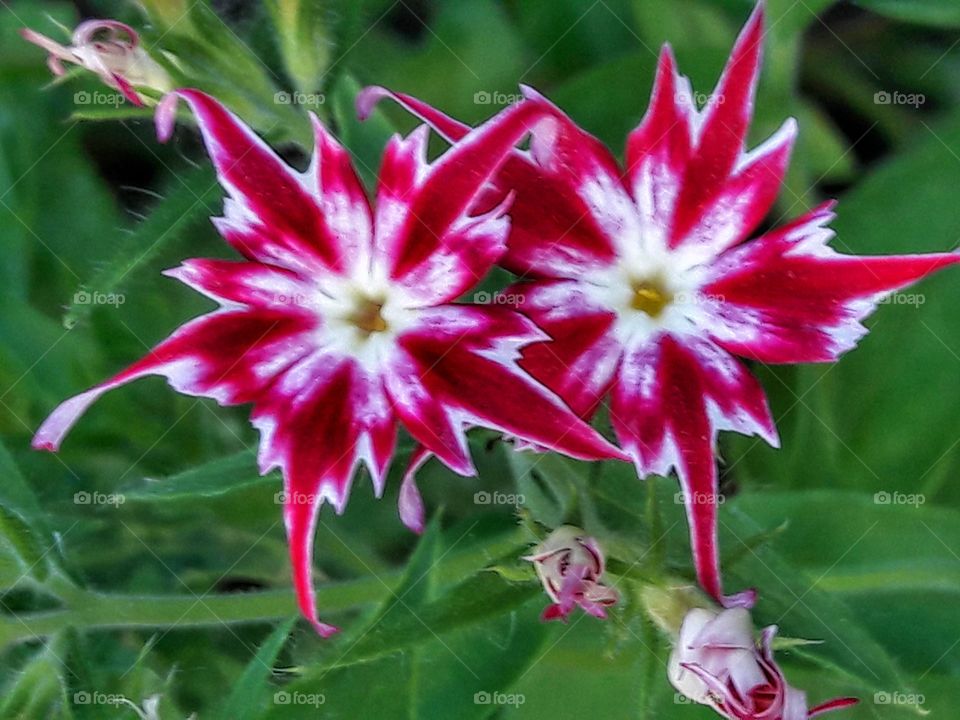 nature flower botany summer spring greens wild clouds sky