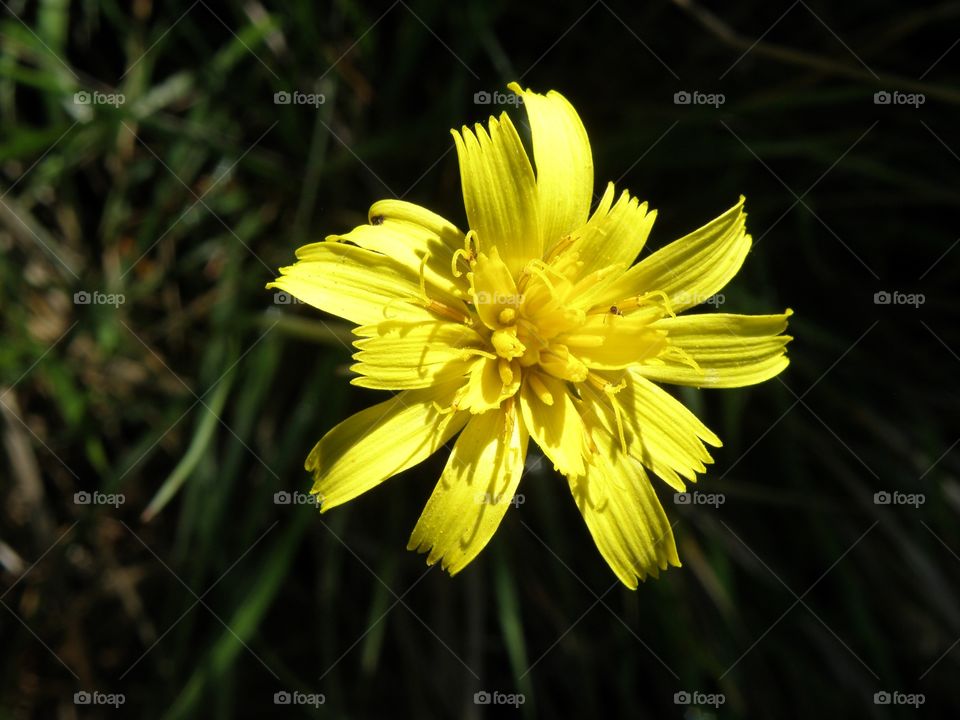 Close-up of yellow flower