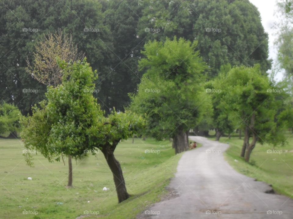 Tree, Landscape, Nature, No Person, Road