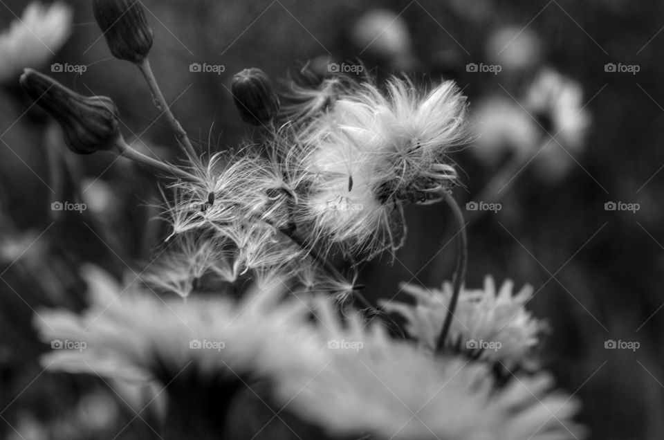 Monochrome, Nature, Flower, Flora, Dandelion