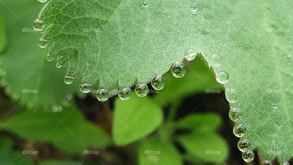 water drops on a leave after rain