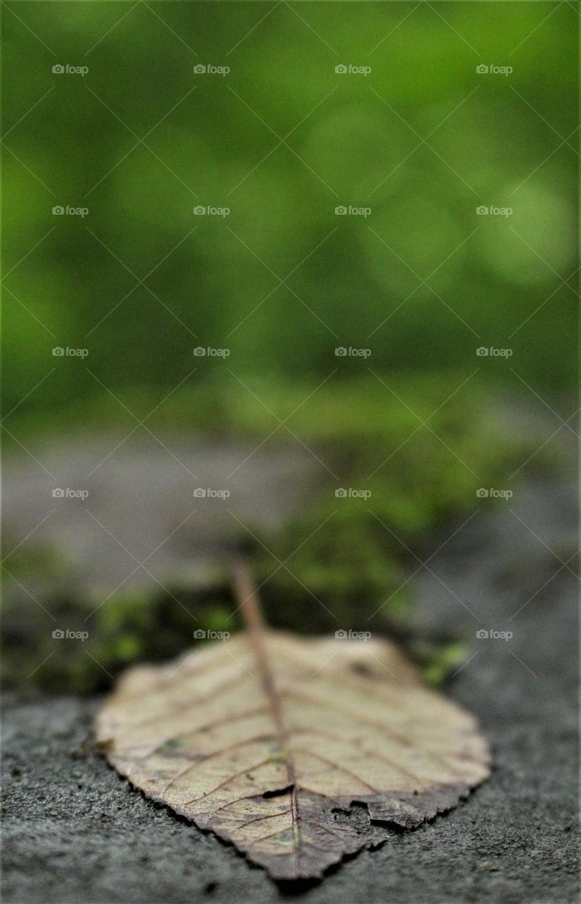 heart of a leaf! within a forest in the North of Iran