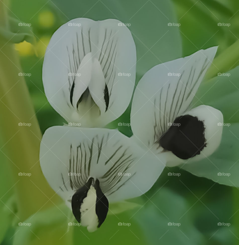 Macro flower with white Petals on green background.