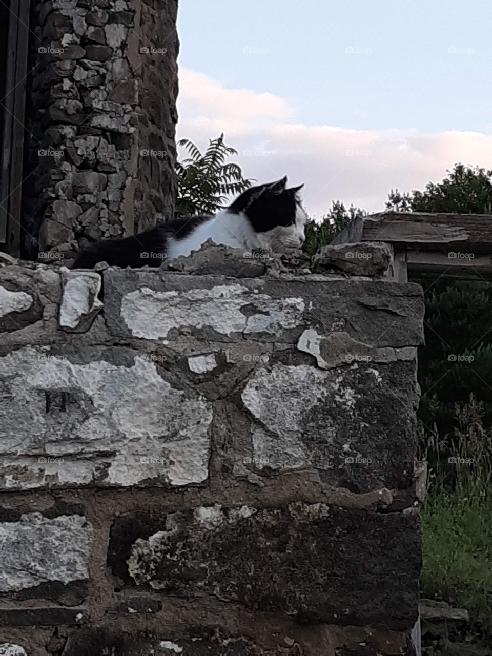 White & Black Longhaired Cat On Top A Stone Wall