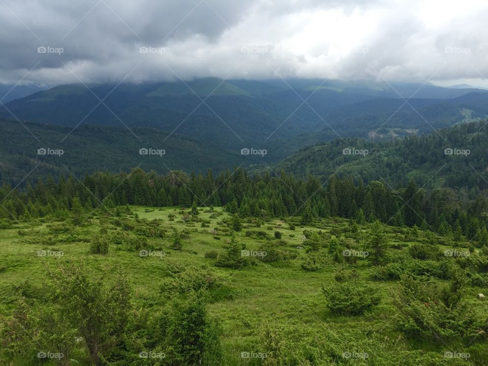 Green landscape. Spring in the mountains
