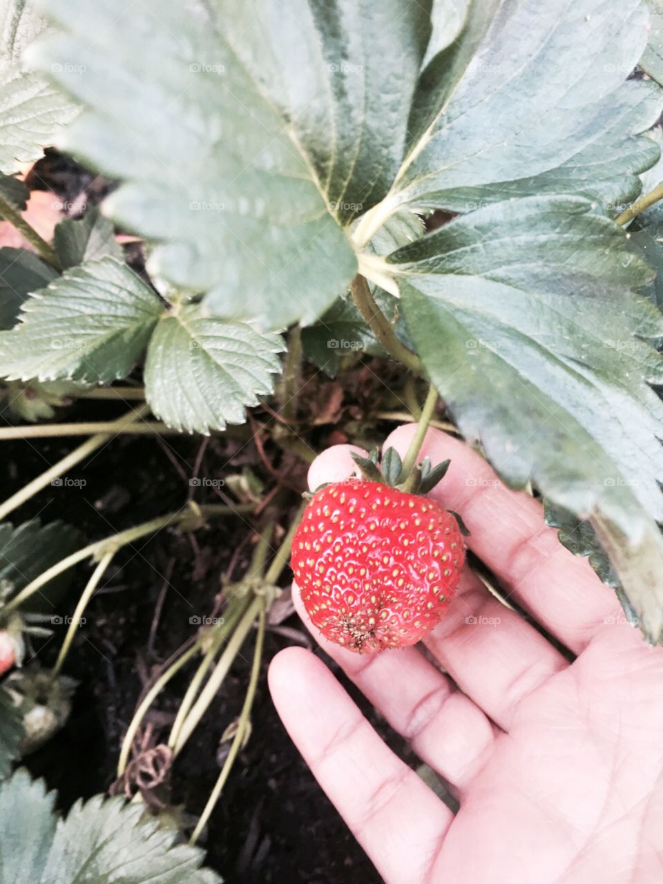 Strawberries 