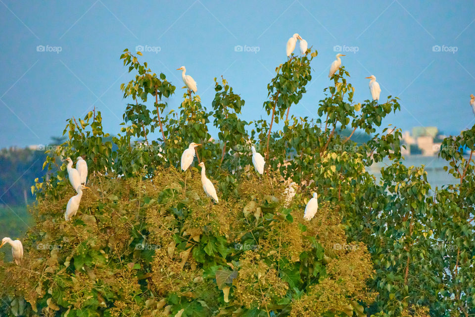 Bird photography  - white egret flock