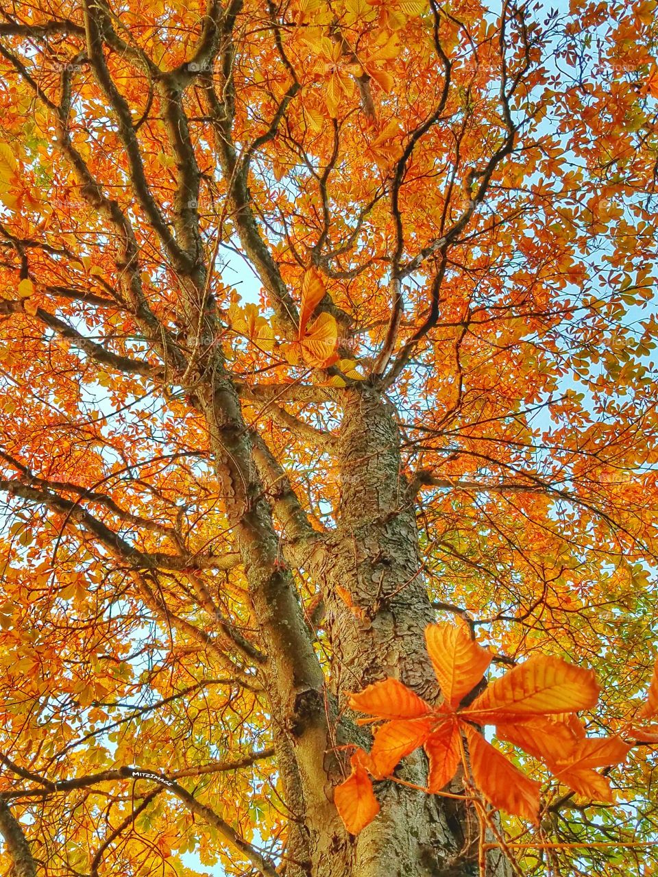 Horse Chestnut Tree