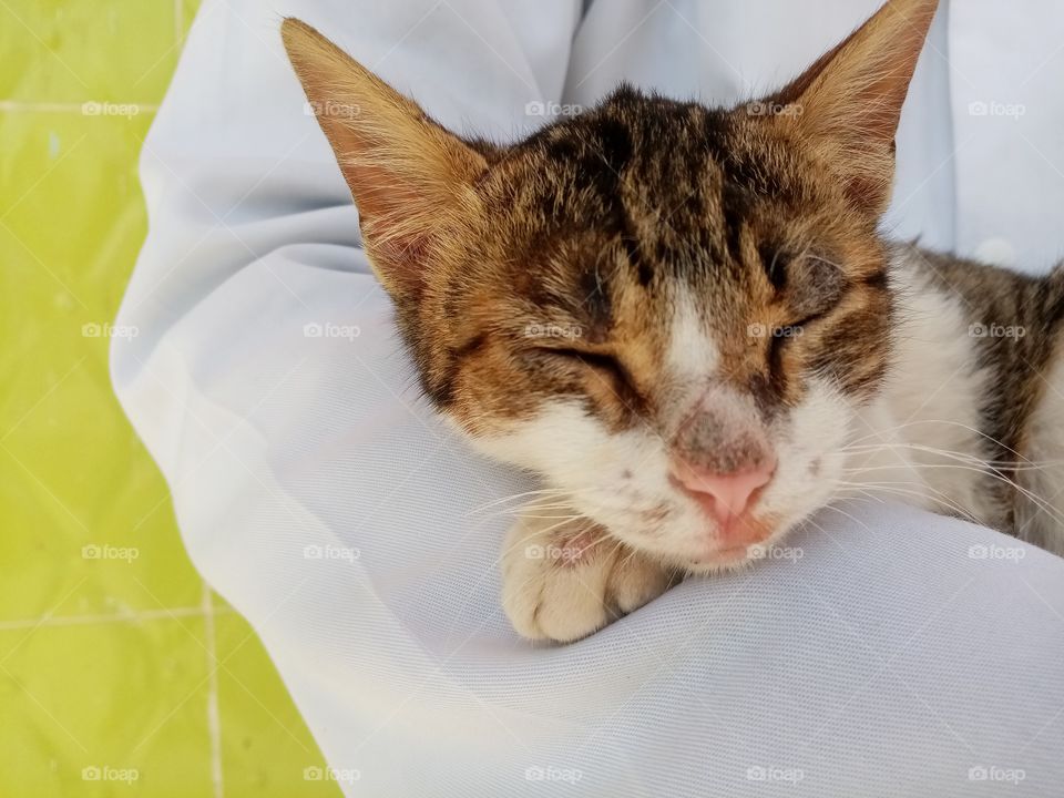 Just a few minutes this cat Will be my freind