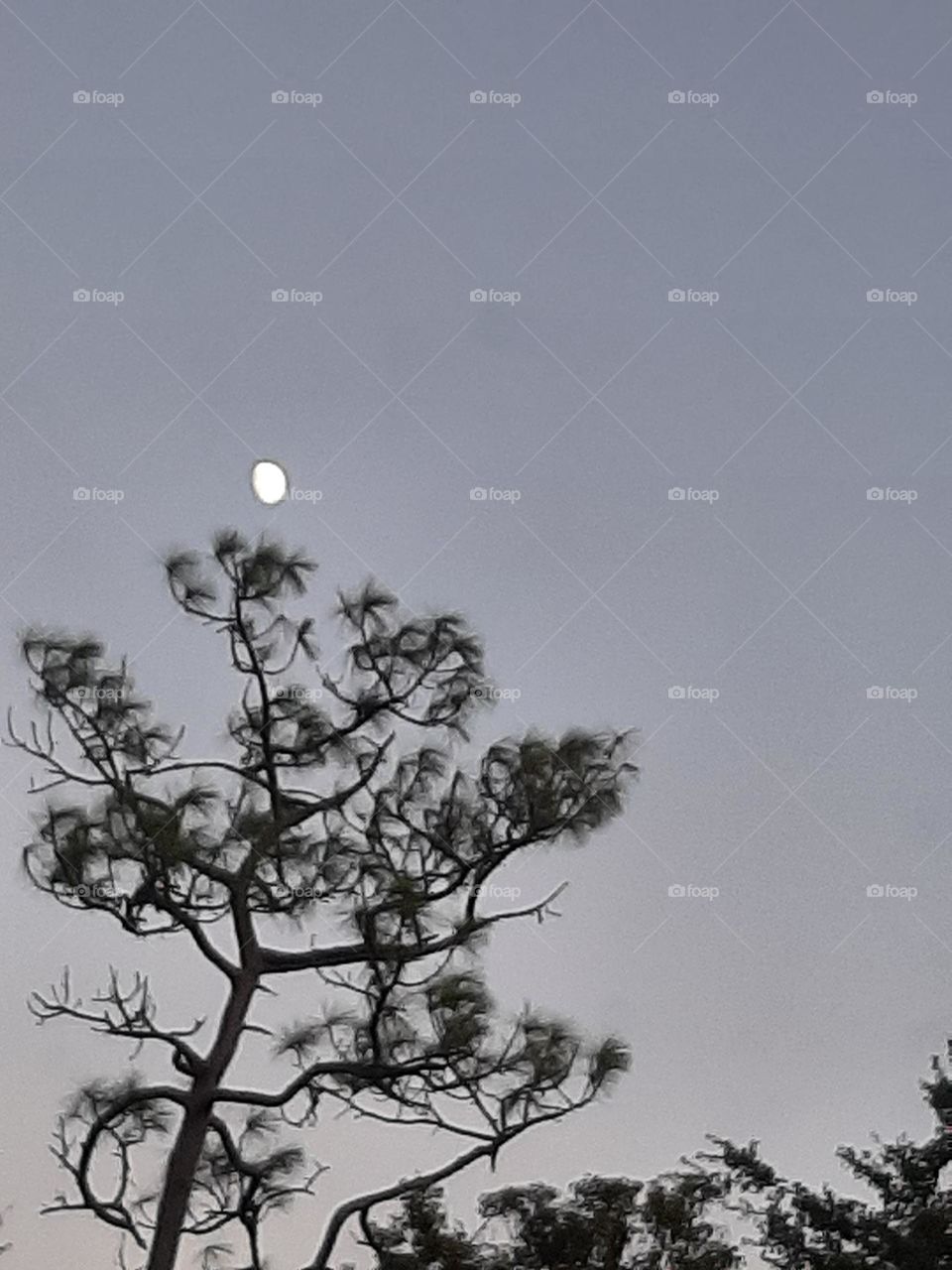 Pine tree branches dancing for the moon.