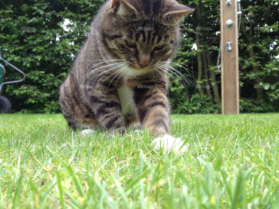 grass cat playing by nettan