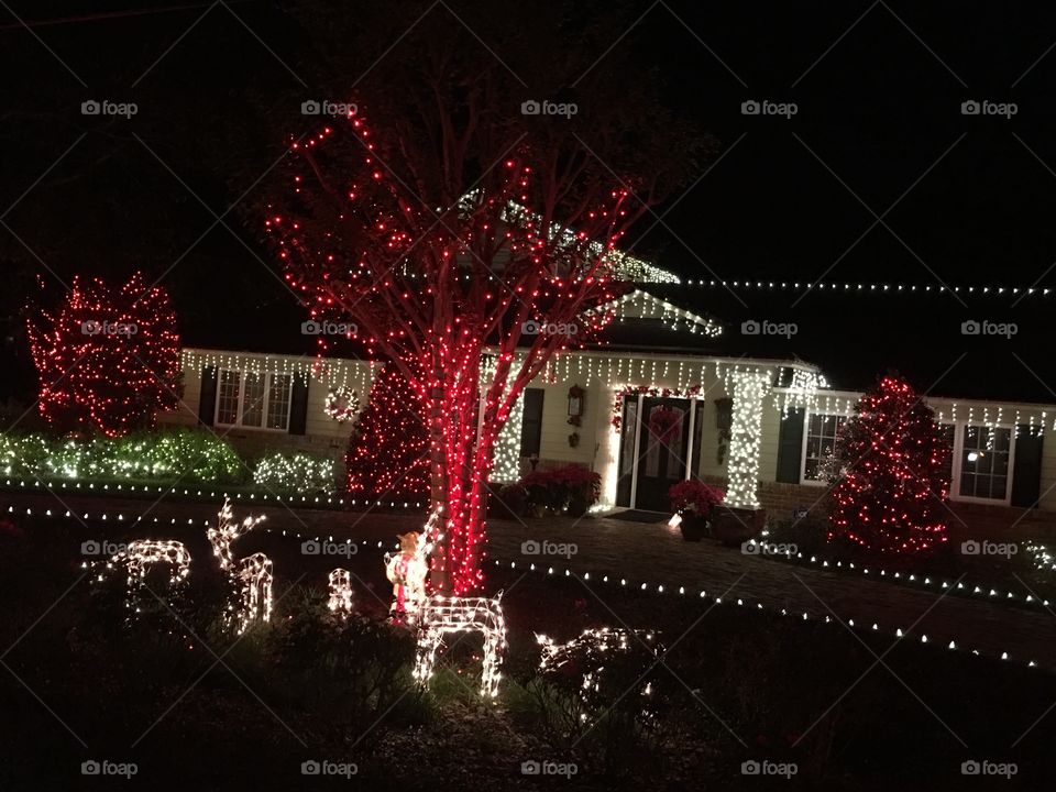 Christmas, Tree, Light, City, Evening