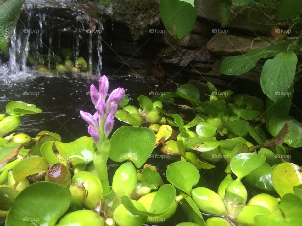 Water hyacinth in garden pond