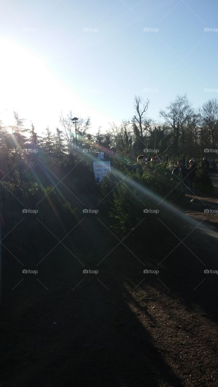 Christmas tree shopping in Woking, England amongst a sunny Sunday morning as the rays beam down illuminating the selection of trees.