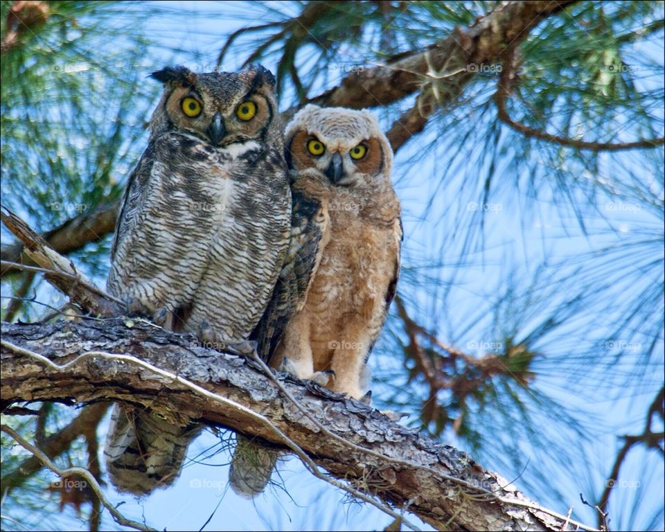 Great horned owls , Mother  and baby