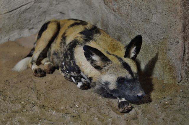 Painted dog