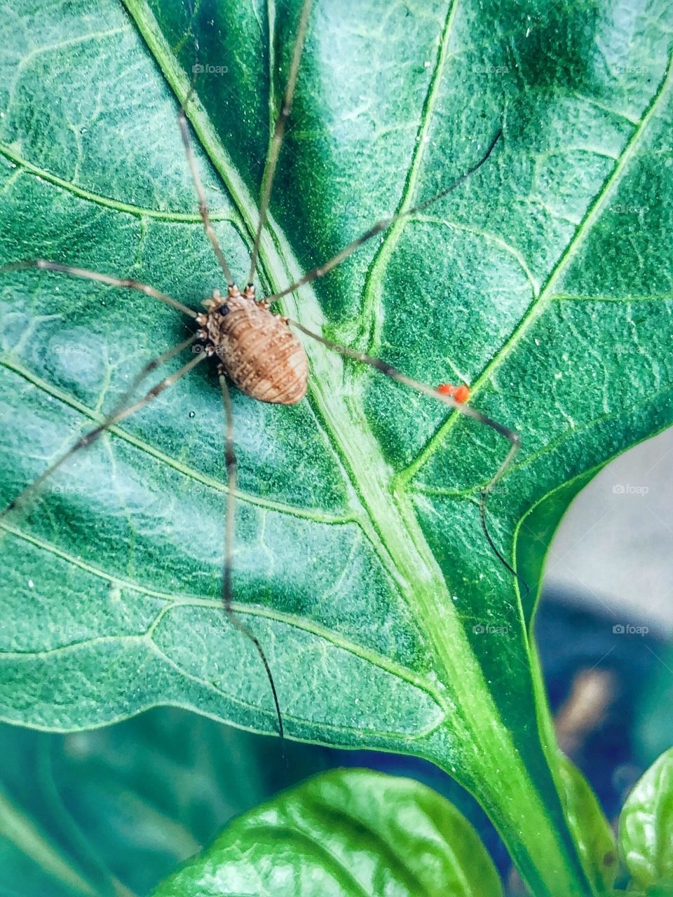 Daddy long leg spider on green leaf 