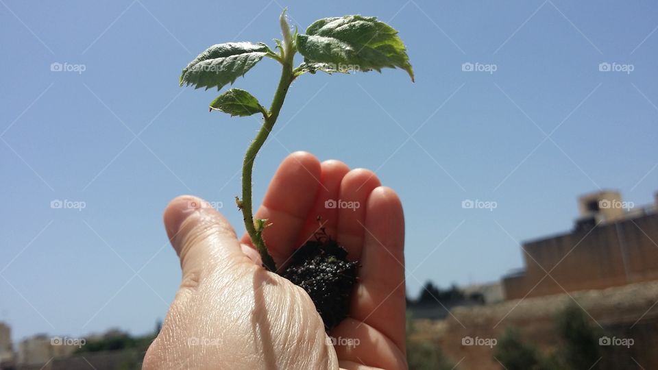 gardening and growing my own food