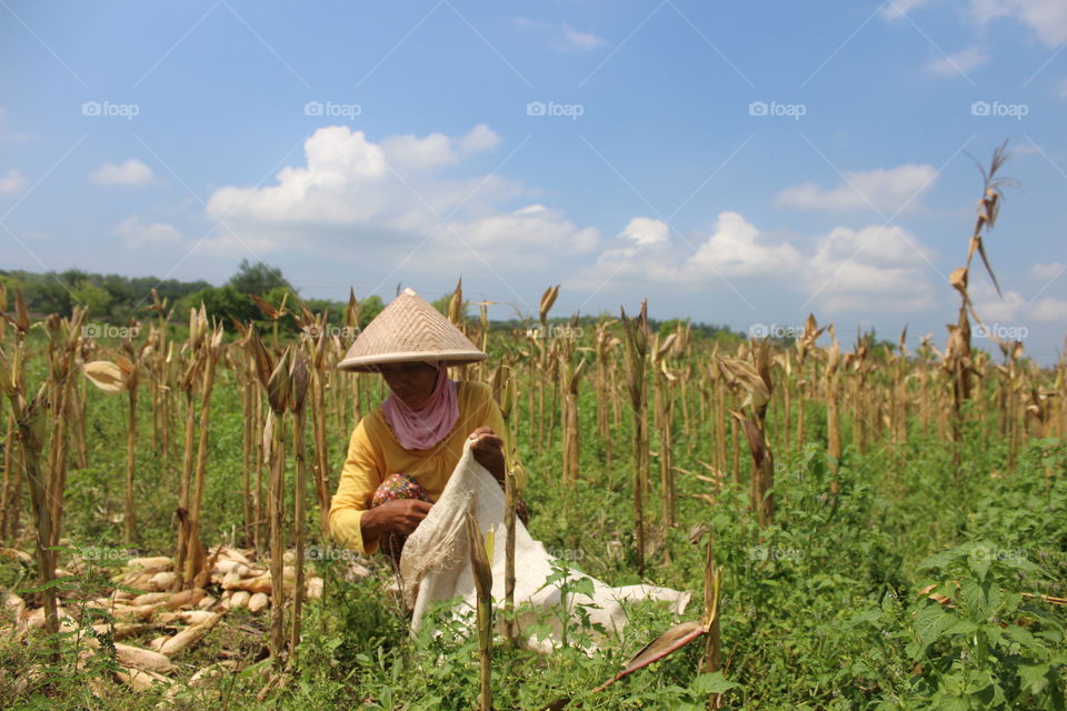 Kulonprogo Yogyakarta Indonesia
*petani jagung
*pekerjakeras
*strongwoman
*amazing
🌱🌱🌱
