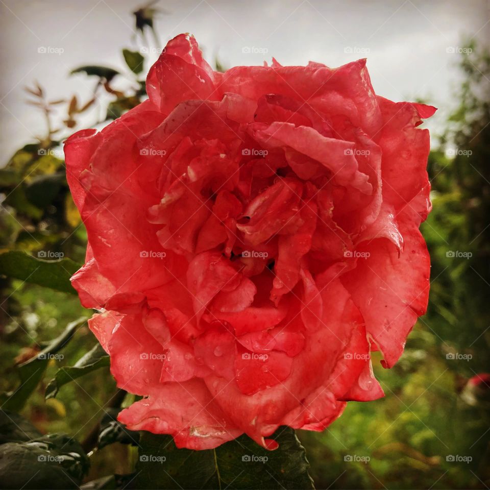 🌹 🇺🇸 Very beautiful flowers to brighten our day.  Live nature and its beauty. Did you like the delicate petals? / 🇧🇷 Flores muito bonitas para alegrar nosso dia. Viva a natureza e sua beleza. Gostaram das pétalas delicadas? 