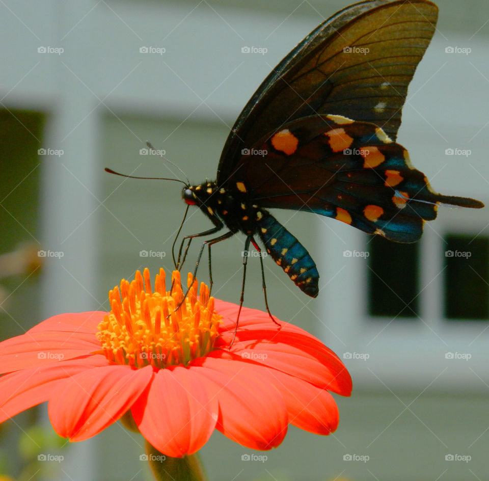 Eastern Swallowtail Butterfly. A very detailed photo of this swallowtail butterfly! Crisp, vivid,as it sat on the Mexican Sunflower!