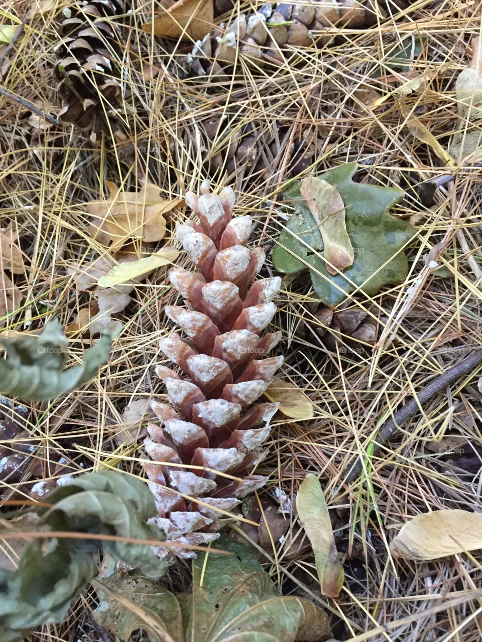 Fir cone 