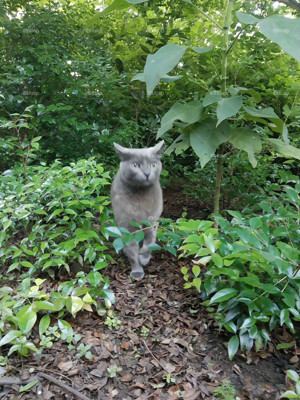 cat in the bush