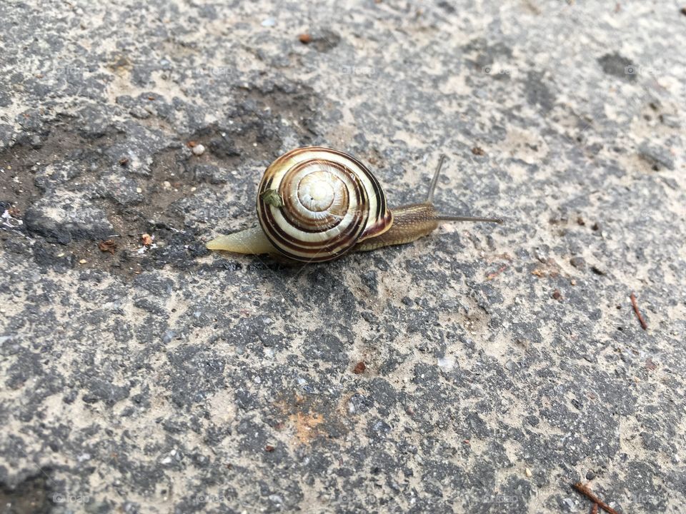 Snail with a house