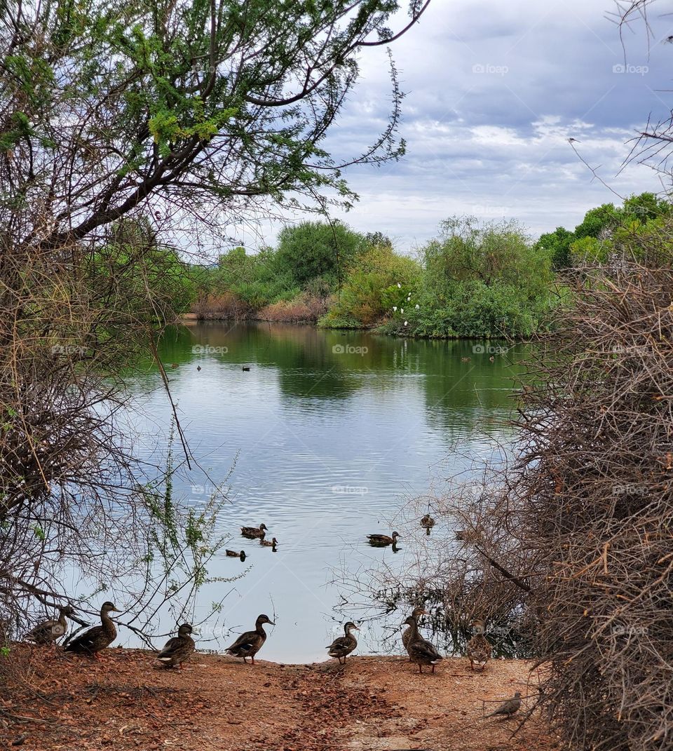 Cloudy Day at the Lake