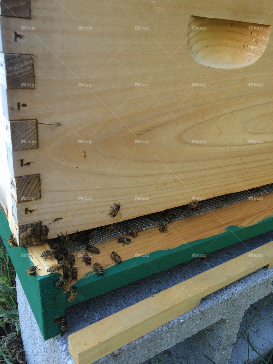 Bees honeybees
