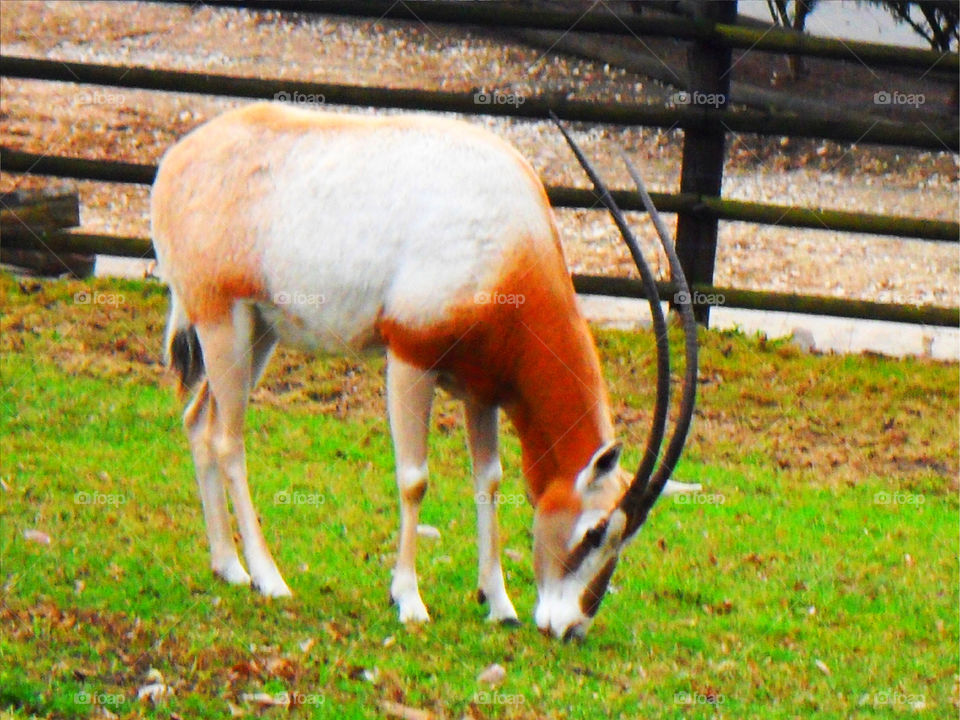 grass summer animal animals by arman