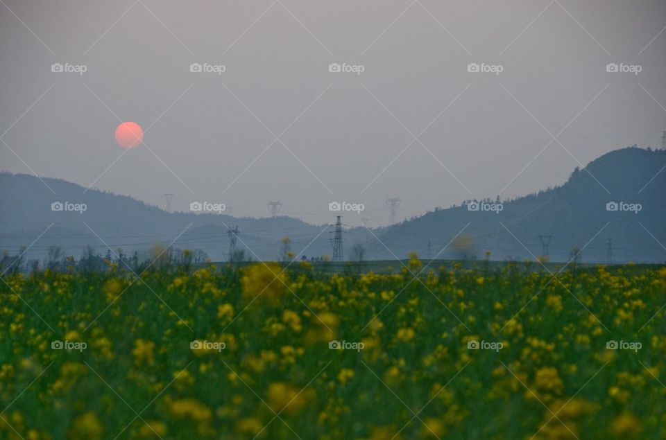 Canola 