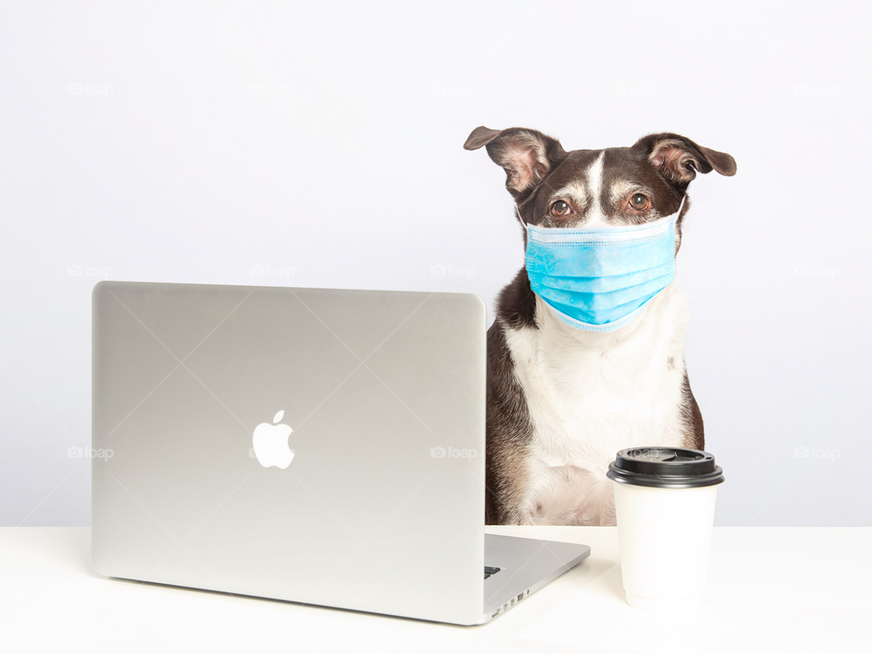 Dog with a MacBook and a mask