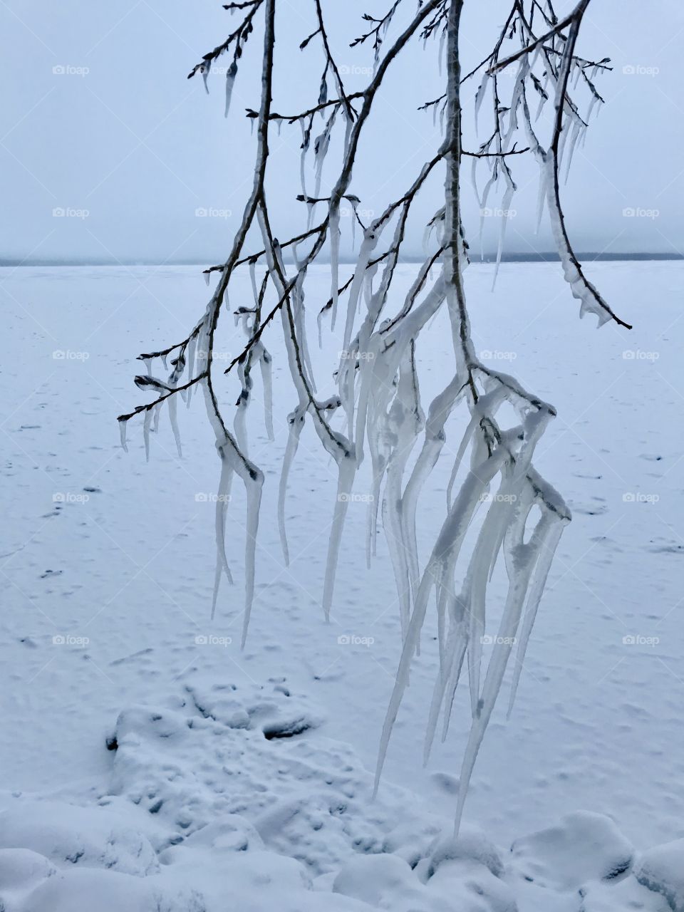 Tree branches covered in ice 
