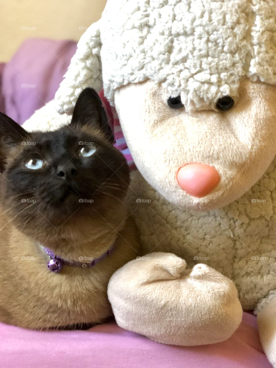 Cat and plush sheep!