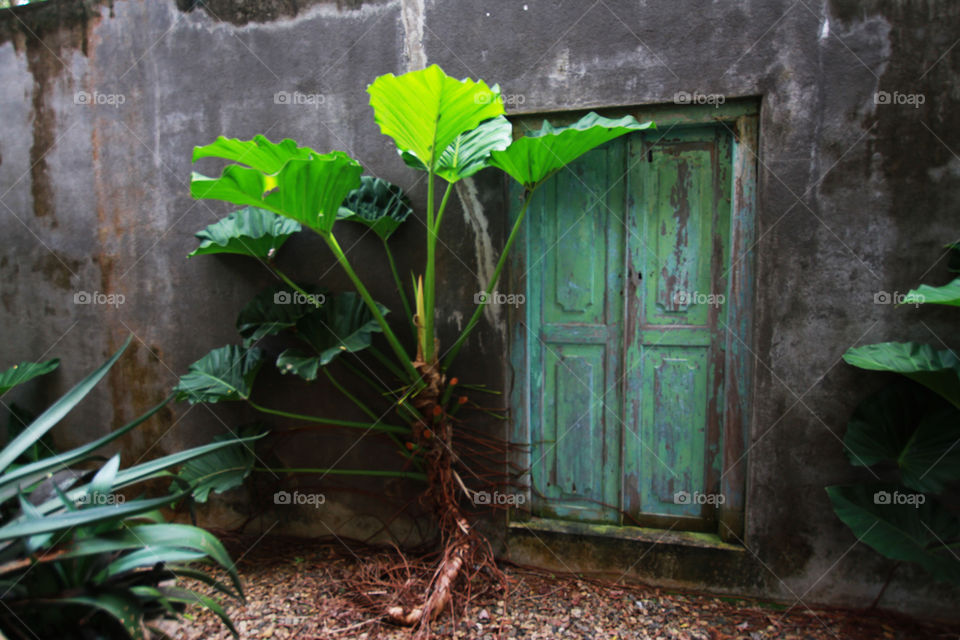 Antique door 