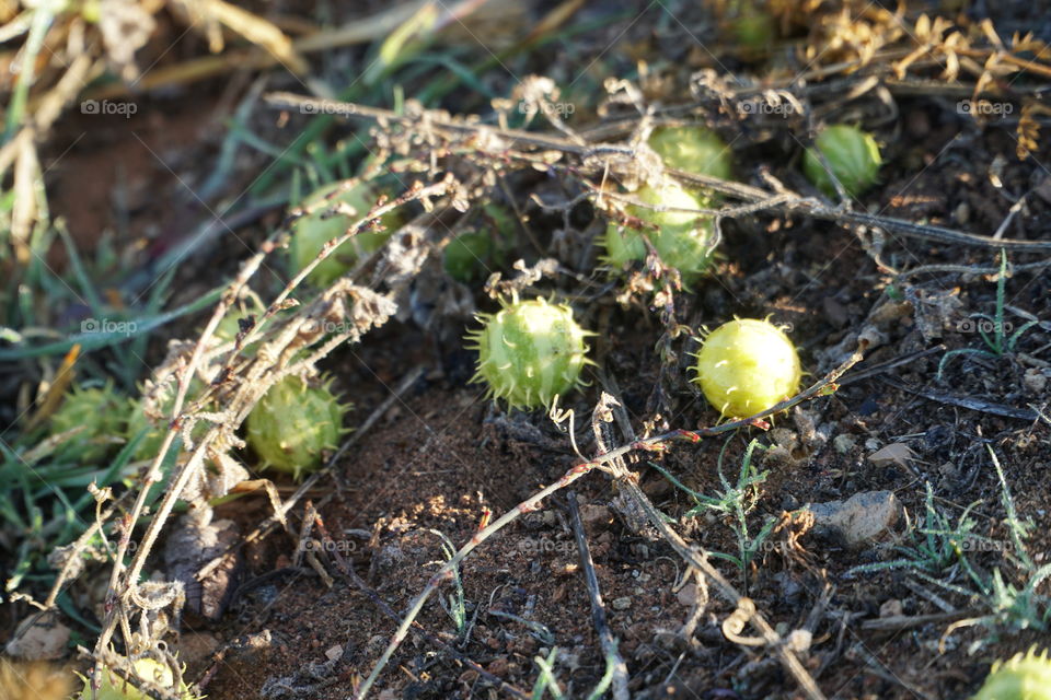 Small paddy melons. A non edible version of a watermelon. They grow to about the size of a large grapefruit. 