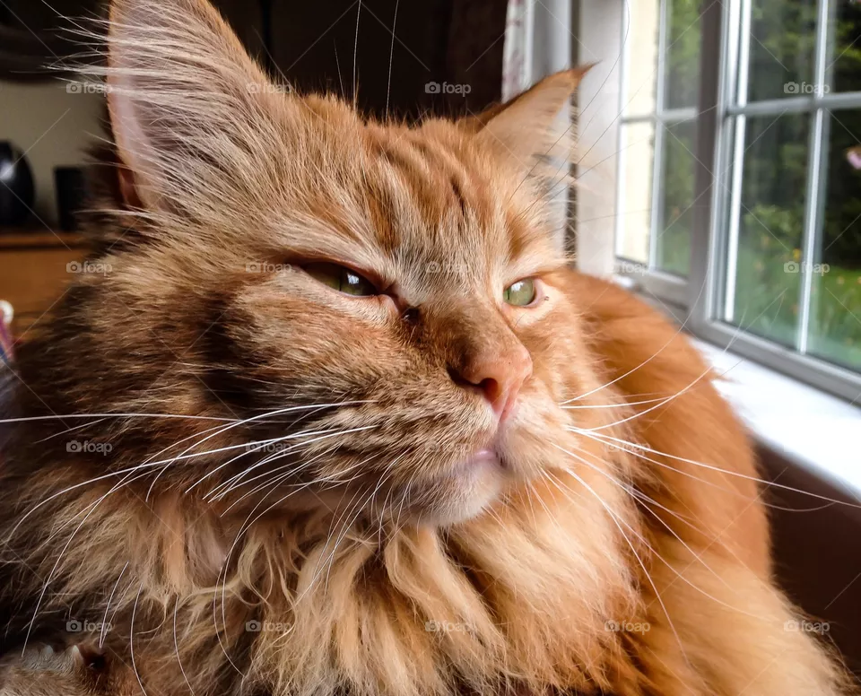 Maine Coon