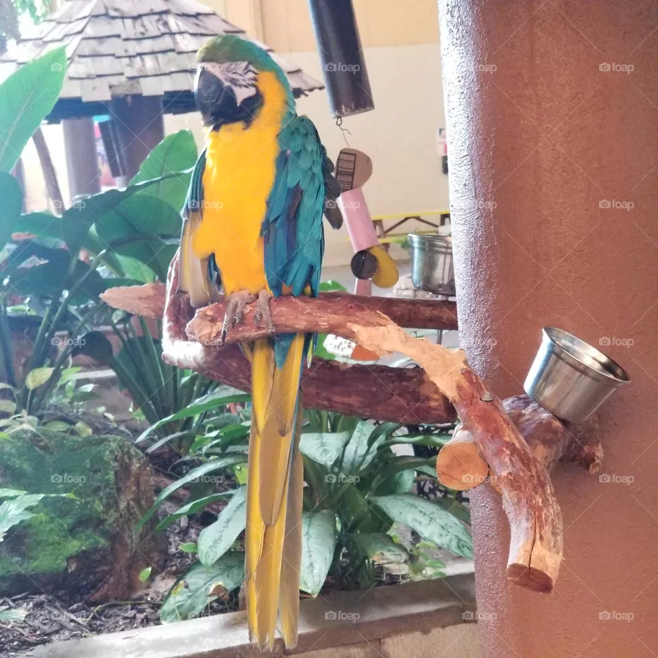 Pretty Bird