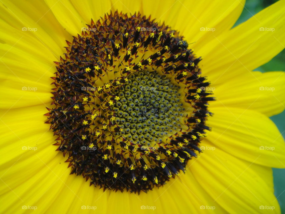 sunflower