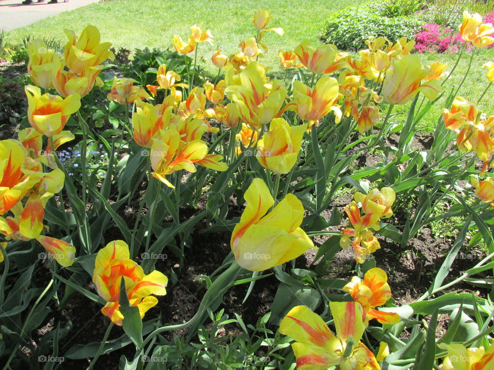 Nature, Tulip, Garden, Flower, Leaf