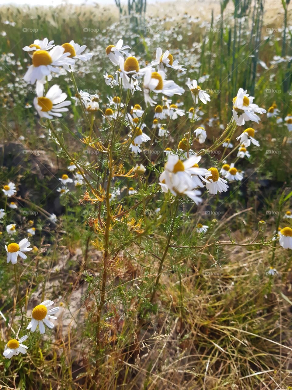 Chamomile